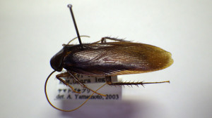 小樽市総合博物館館内で採集されたヤマトゴキブリ