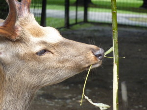 動物園で毎日エサをもらっているエゾシカでも、 樹皮は好んで食べている。