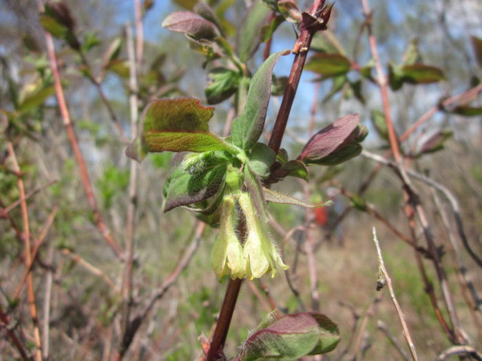 ハスカップ 原野を飛び立った、初夏の果実【コラムリレー第9回