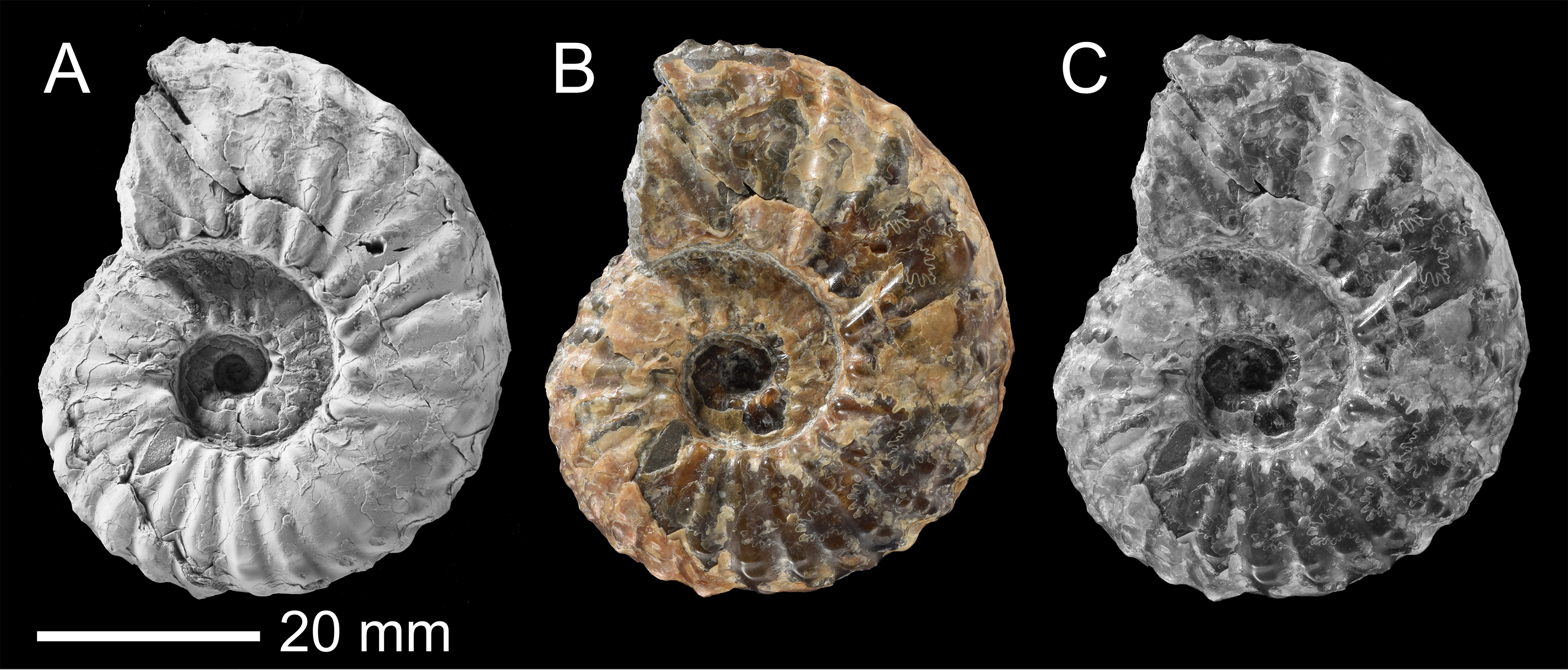 化石のお化粧道具【コラムリレー06 第20回】 | 集まれ！北海道の学芸員