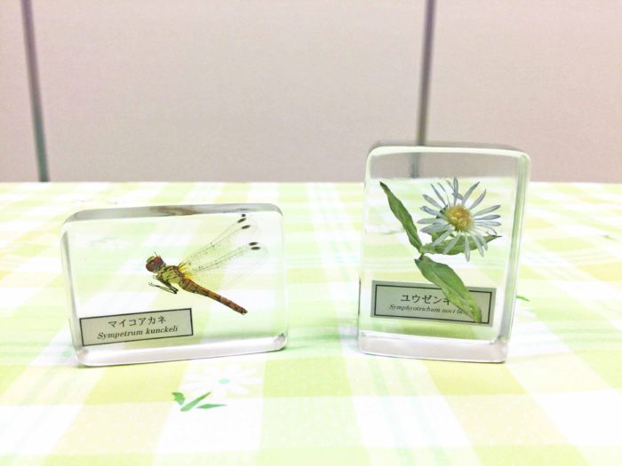 標本をつくる【コラムリレー07 第31回】 | 集まれ！北海道の学芸員